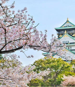 cherry blossoms in Osaka